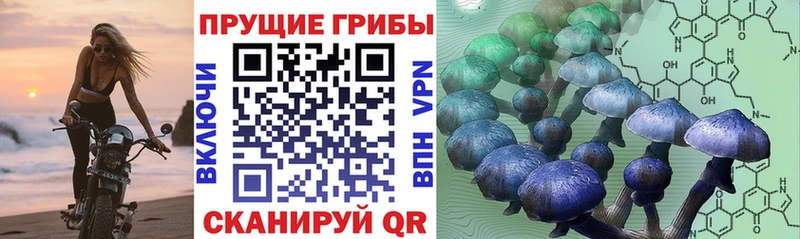 OMG ссылка  Новороссийск  Псилоцибиновые грибы MAGIC MUSHROOMS 